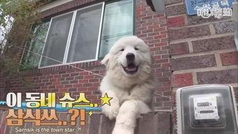 宠物明星网红是谁啊,谁是你的心头好？