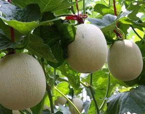 网纹瓜今日价格行情