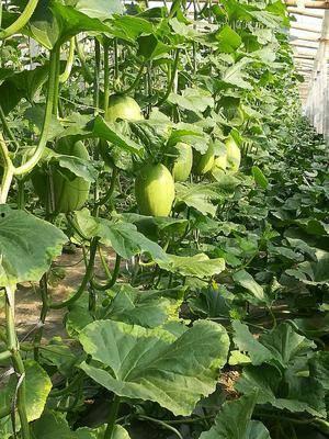 网纹瓜今日价格行情