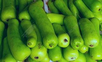 蔬菜蒲瓜今日行情