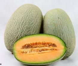 泉州哈密瓜价格今日价,新鲜上市，品质保证，尽享甘甜滋味”