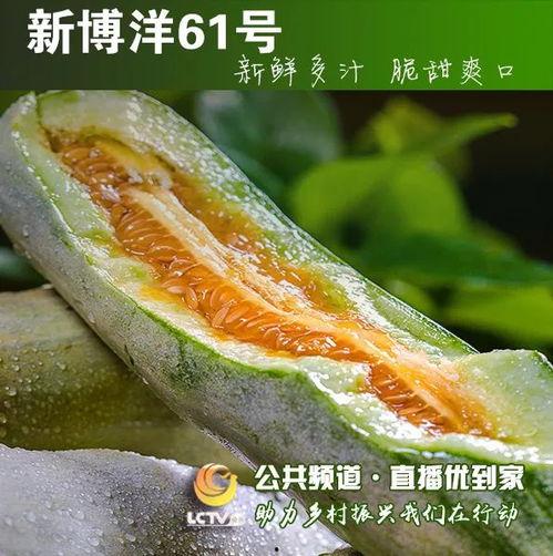 今日博洋蜜瓜价格,新鲜上市，甜蜜价优，尽享夏日美味