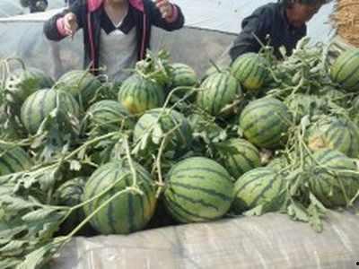 今日武汉瓜批发价格,今日价格行情一览