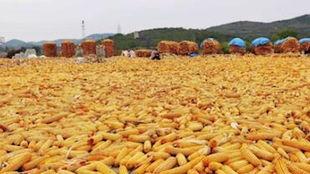 水瓜今日收购价是多少,行情波动，价格几何？”