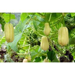 佛手瓜今日价格,市场波动下的新鲜动态