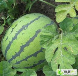 今日京欣瓜价格,品质瓜果，价格亲民，抢购正当时！”