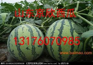 今日京欣瓜价格,品质瓜果，价格亲民，抢购正当时！”