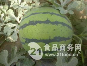 今日京欣瓜价格,品质瓜果，价格亲民，抢购正当时！”