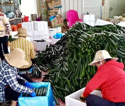 今日柳州瓜菜收购价格,今日收购价格一览