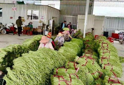 今日柳州瓜菜收购价格,今日收购价格一览