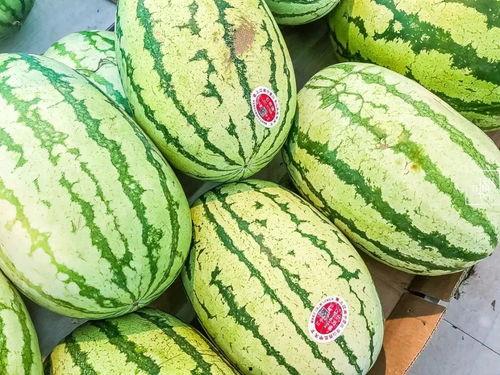 今日赣州石头瓜价格,品质佳、价格稳，消费者青睐有加”