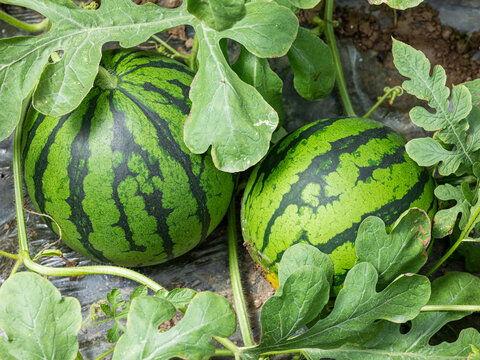 雷州麒麟瓜今日价格