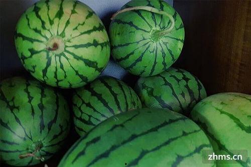 雷州麒麟瓜今日价格