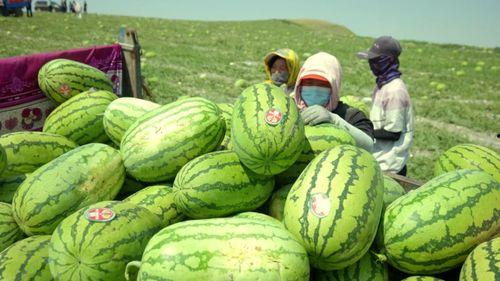 今日硒砂瓜行情,硒砂瓜市场行情实时解析