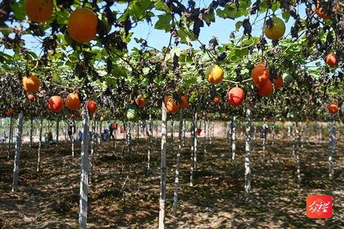 今日凉州区吊瓜价格