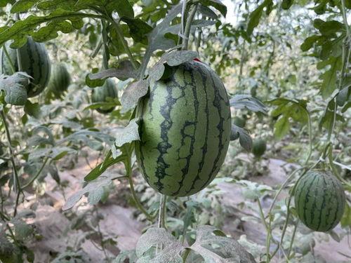 今日凉州区吊瓜价格