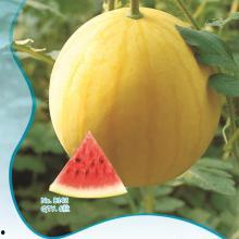 今日黄皮瓜批发价格,市场行情波动，关注最新动态