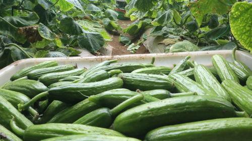 今日黄皮瓜批发价格,市场行情波动，关注最新动态