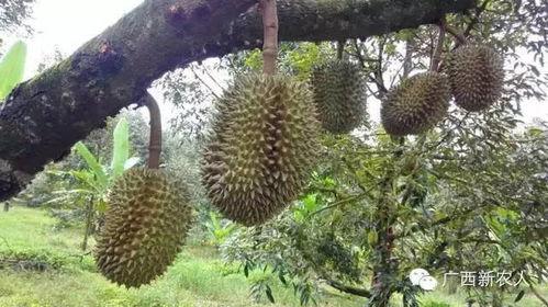 今日黄皮瓜批发价格,市场行情波动，关注最新动态