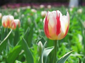 瓜渚湖郁金香今日,春日花海浪漫启幕