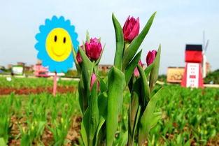 瓜渚湖郁金香今日,春日花海浪漫启幕