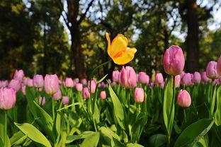 瓜渚湖郁金香今日,春日花海浪漫启幕