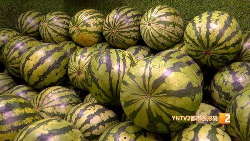 河北麒麟瓜今日价格,价格行情一览”