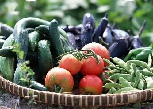 雨润蔬菜批发市场今日八月瓜价格,“今日雨润蔬菜批发市场八月瓜价格行情解析”