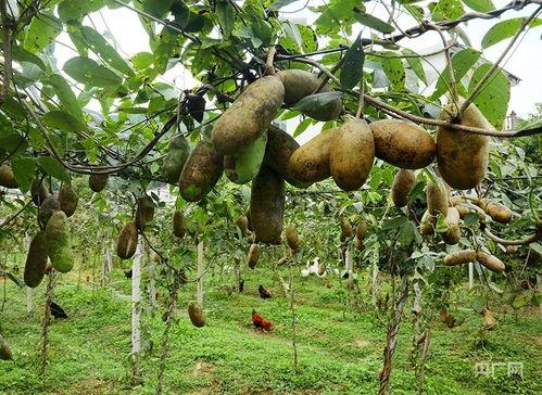 雨润蔬菜批发市场今日八月瓜价格,“今日雨润蔬菜批发市场八月瓜价格行情解析”