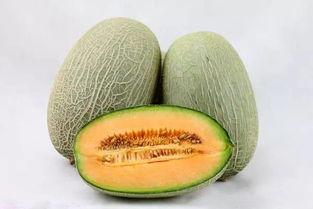 海南八六哈密瓜今日行情实时报价,价格波动与市场动态一览