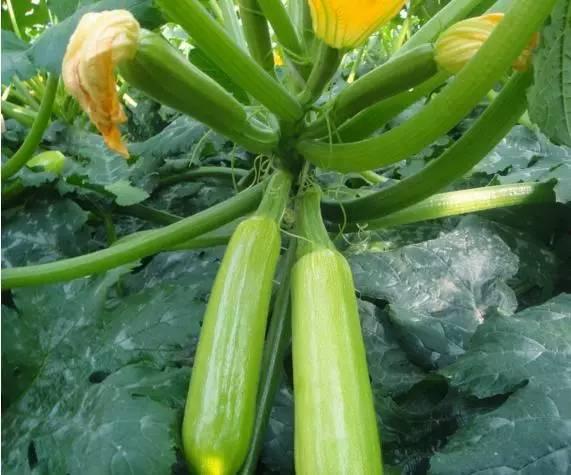 广西西葫芦瓜今日价格,市场行情一览”