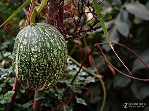 今日看瓜,娱乐圈最新热点事件大盘点