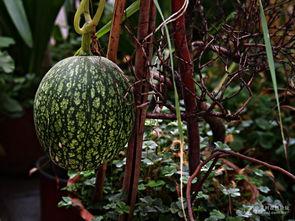 今日看瓜,娱乐圈最新热点事件大盘点