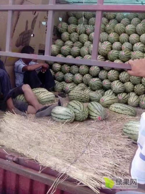 满堂红麒麟瓜今日报价,新鲜上市，品质保证！”