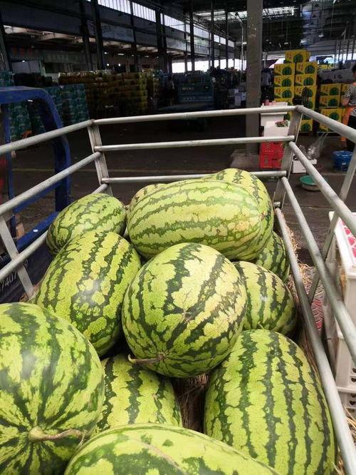 满堂红麒麟瓜今日报价,新鲜上市，品质保证！”