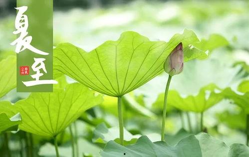 今日夏至吃瓜赏花的视频