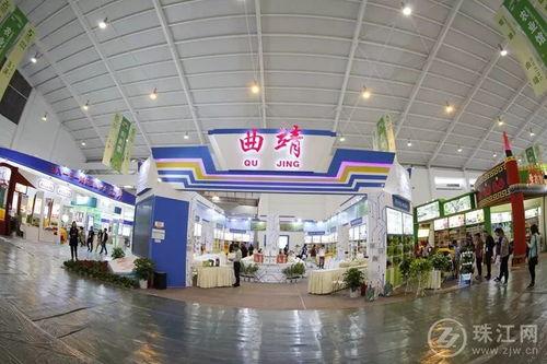 曲靖茭瓜厂今日视频,丰收景象与产业升级并行