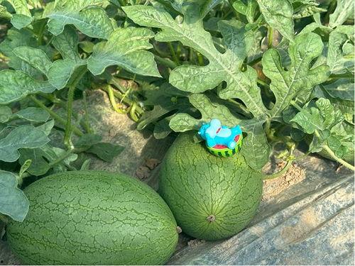 上海今日苏瓜价格,今日上海苏瓜价格行情分析