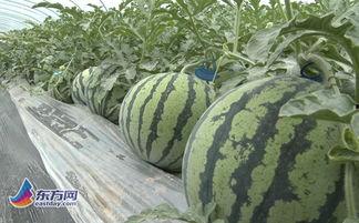 上海今日苏瓜价格,今日上海苏瓜价格行情分析