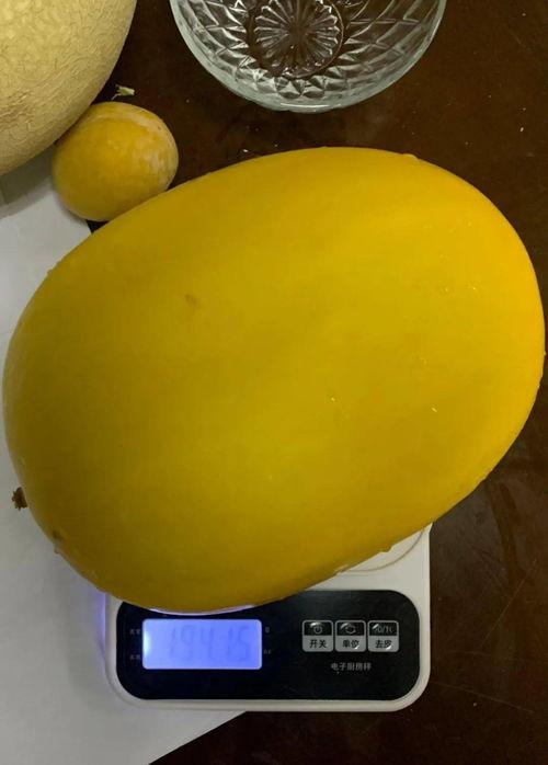 民勤银蒂蜜瓜今日价格,价格行情一览