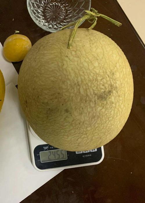 民勤银蒂蜜瓜今日价格,价格行情一览