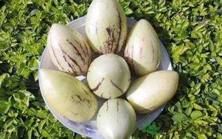 茄瓜今日价格,市场波动下的新鲜资讯