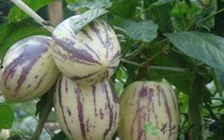 茄瓜今日价格,市场波动下的新鲜资讯