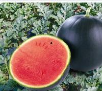 礼品瓜今日价格,品味健康，尽享盛夏佳选”