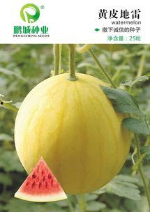 礼品瓜今日价格,品味健康，尽享盛夏佳选”