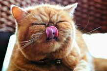 琪琪家的猫今日宜吃瓜