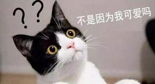 琪琪家的猫今日宜吃瓜