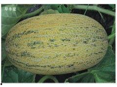 哈密瓜批发今日行情走势,今日走势解析