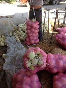 郑州小白瓜今日价格,实惠之选，市民抢购热潮