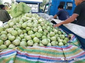 郑州小白瓜今日价格,实惠之选，市民抢购热潮